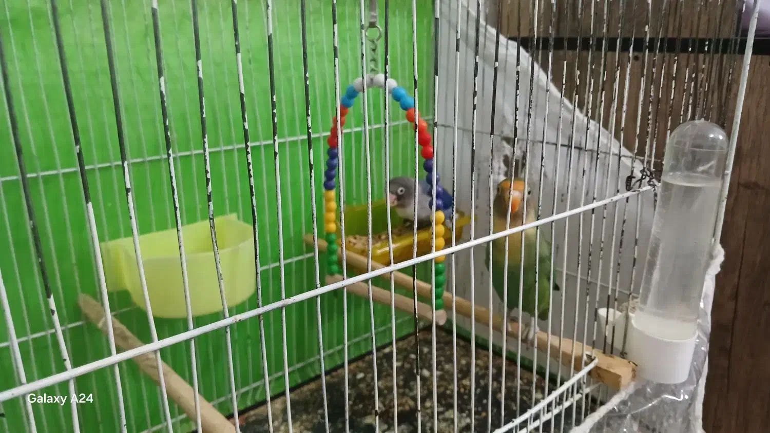 کوتوله برزیلی|پرنده|مشهد, کوشش|دیوار