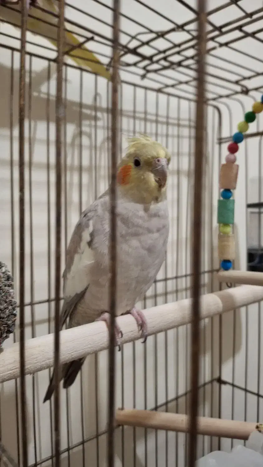 عروس هلندی ماده یکساله|پرنده|تهران, شهید اسدی|دیوار