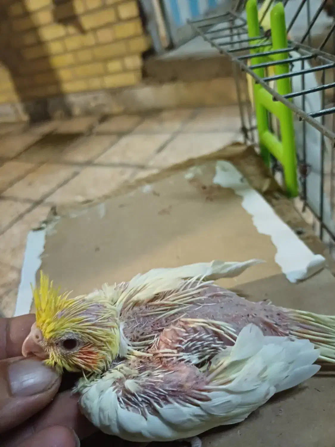 جوجه عروس|پرنده|بندر ماهشهر, |دیوار