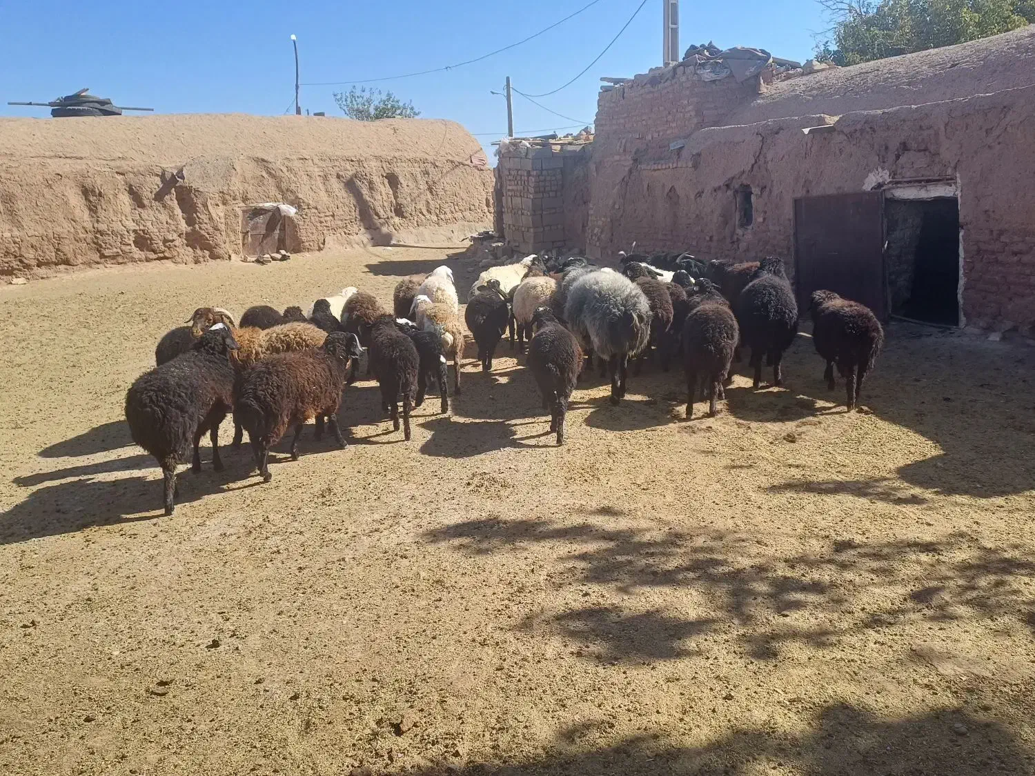 بره نر و ماده قوچ و میش|حیوانات مزرعه|صفادشت, |دیوار