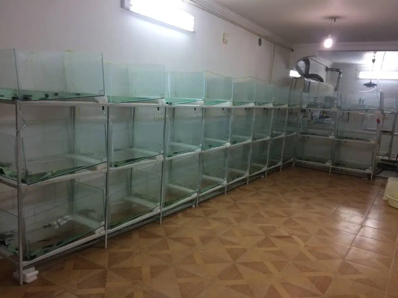 آکواریوم|لوازم جانبی حیوانات|یزد, |دیوار