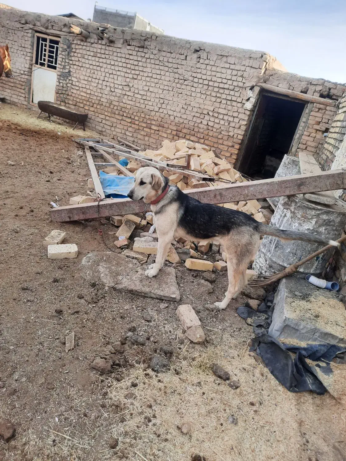 پژدر|سگ|ساروق, |دیوار