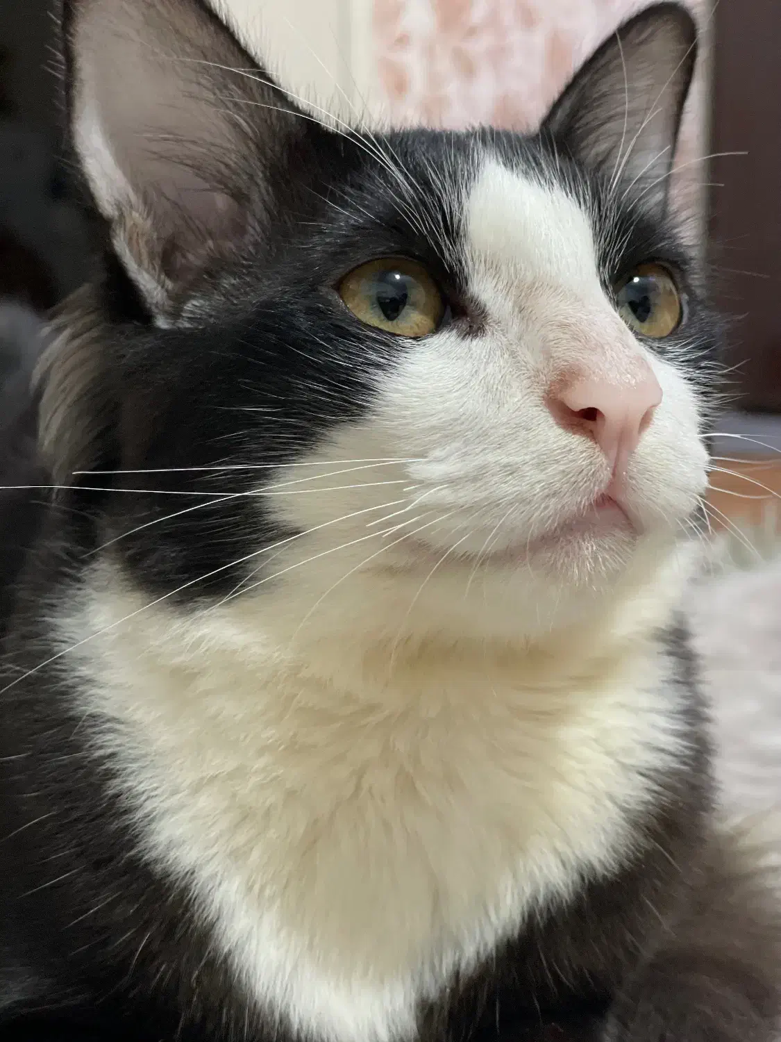 گربه نژاد ترکیبی dhs و گربه ی مو بلند|گربه|رشت, لاکانی|دیوار