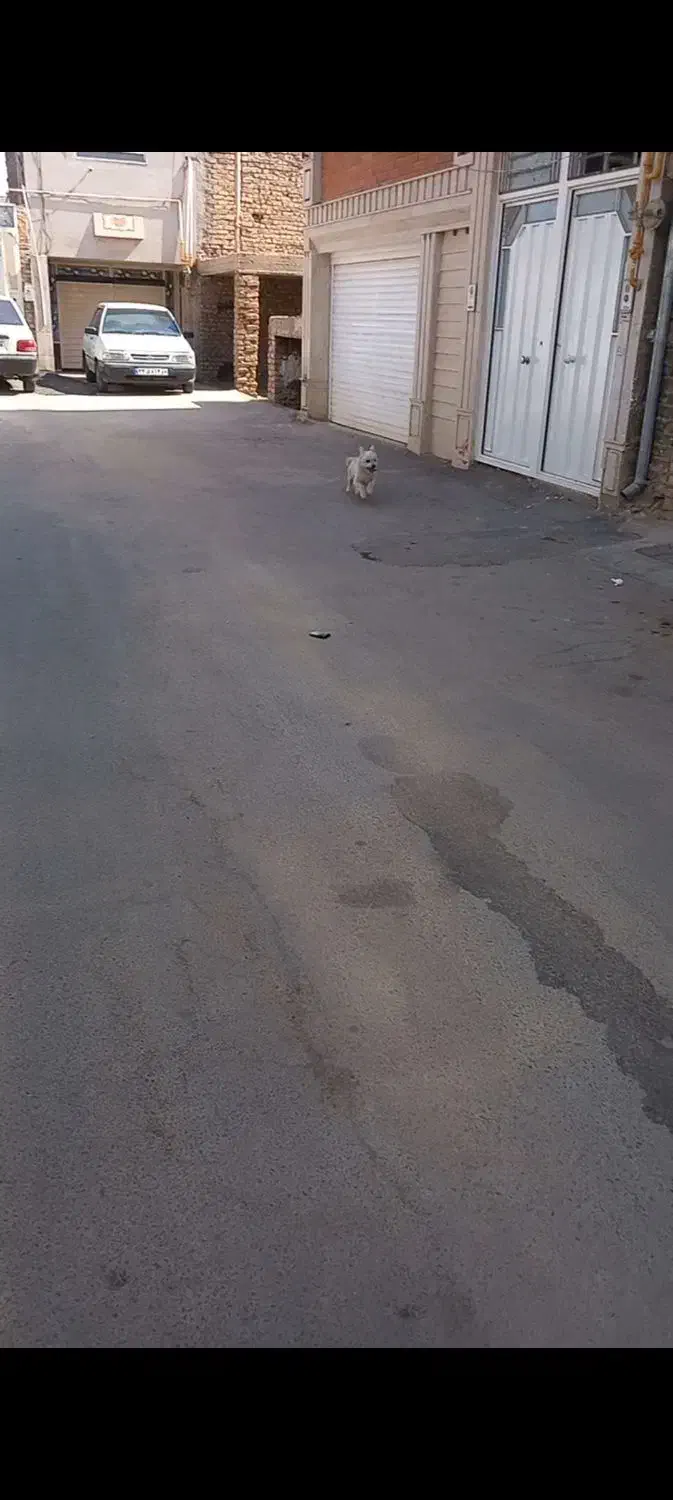 سلام گمشده محدوده اکرم آباد|حیوانات|یزد, |دیوار