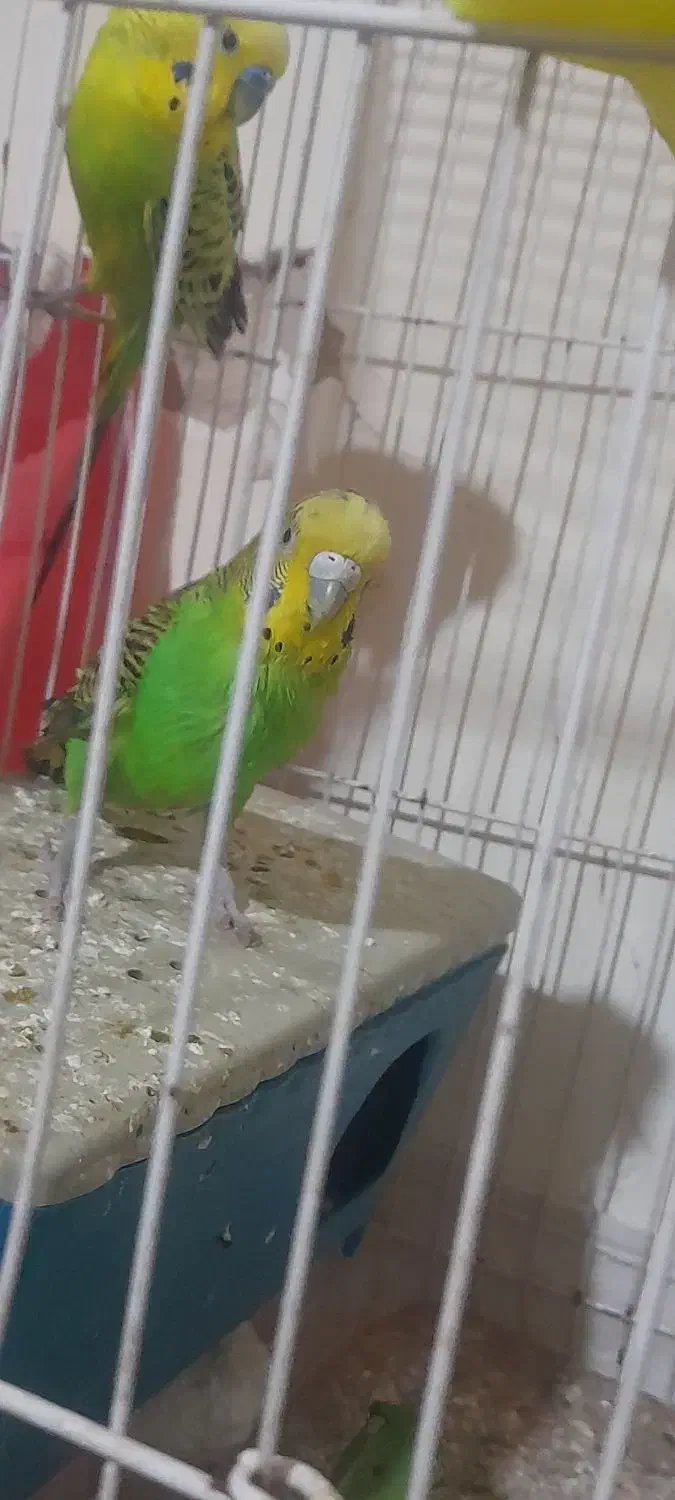 مرغ عشق جفت|پرنده|چناران, |دیوار