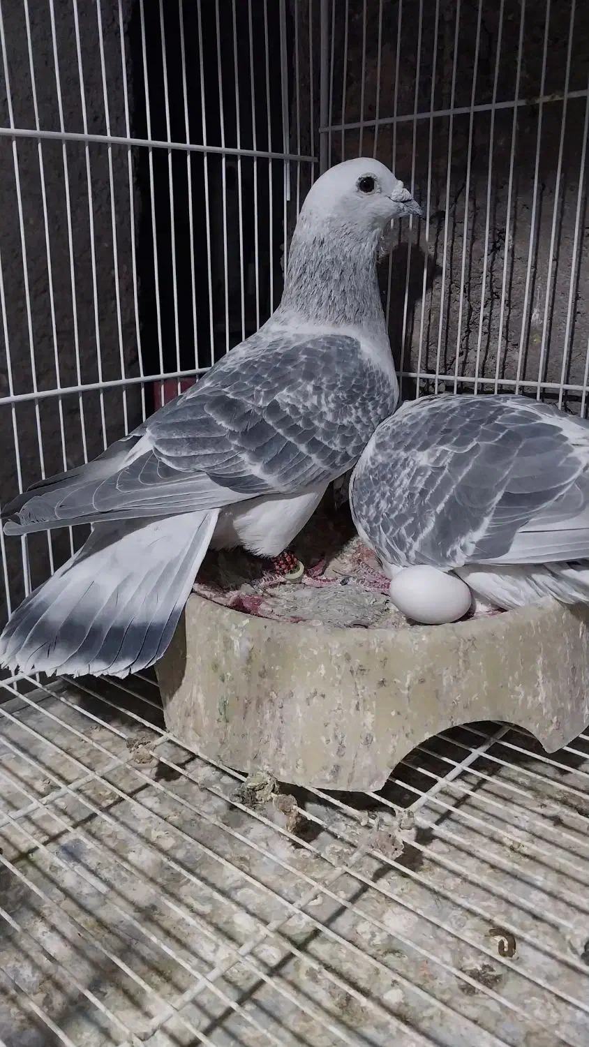 شامی|پرنده|نیشابور, کوی حسینی|دیوار