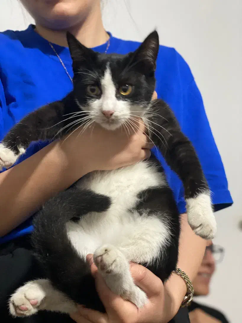 واگذاری بچهگربه|گربه|رشت, علی آباد|دیوار