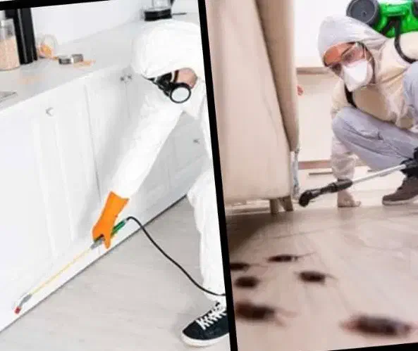 سمپاشی و ضد عفونی|خدمات نظافت|رشت, پورسینا|دیوار