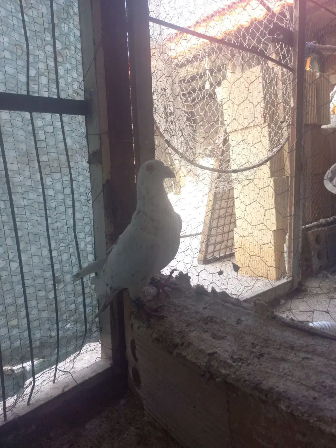 کبوتر سار نر|پرنده|مشهد, تلگرد|دیوار