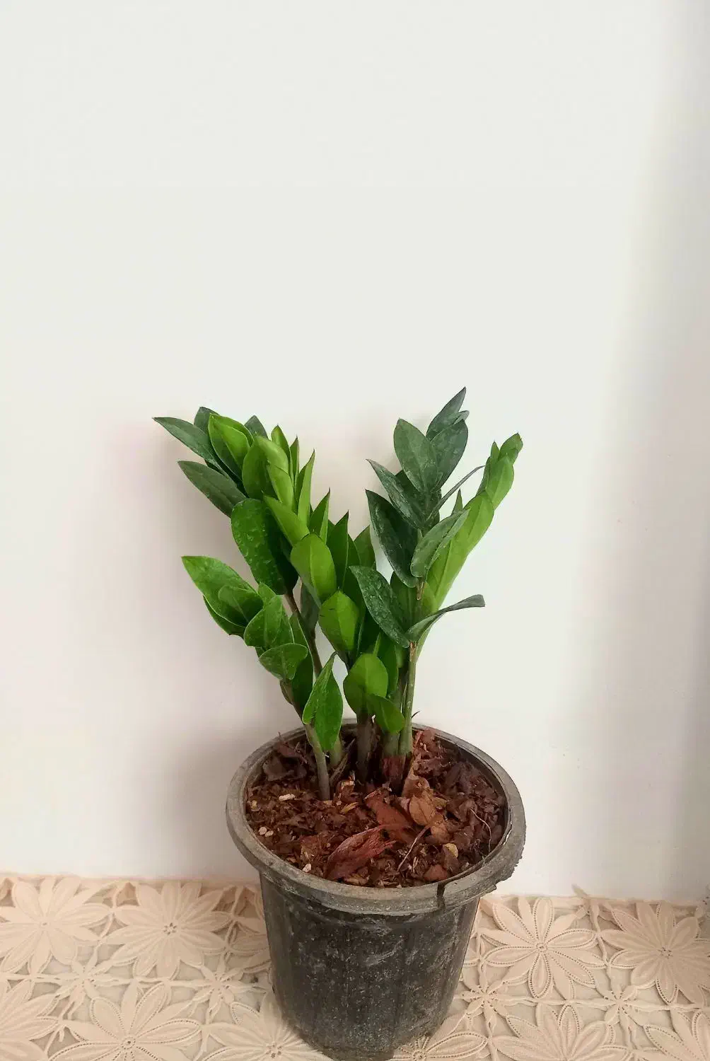 گل زاموفیلیا|گل و گیاه طبیعی|شاهرود, |دیوار