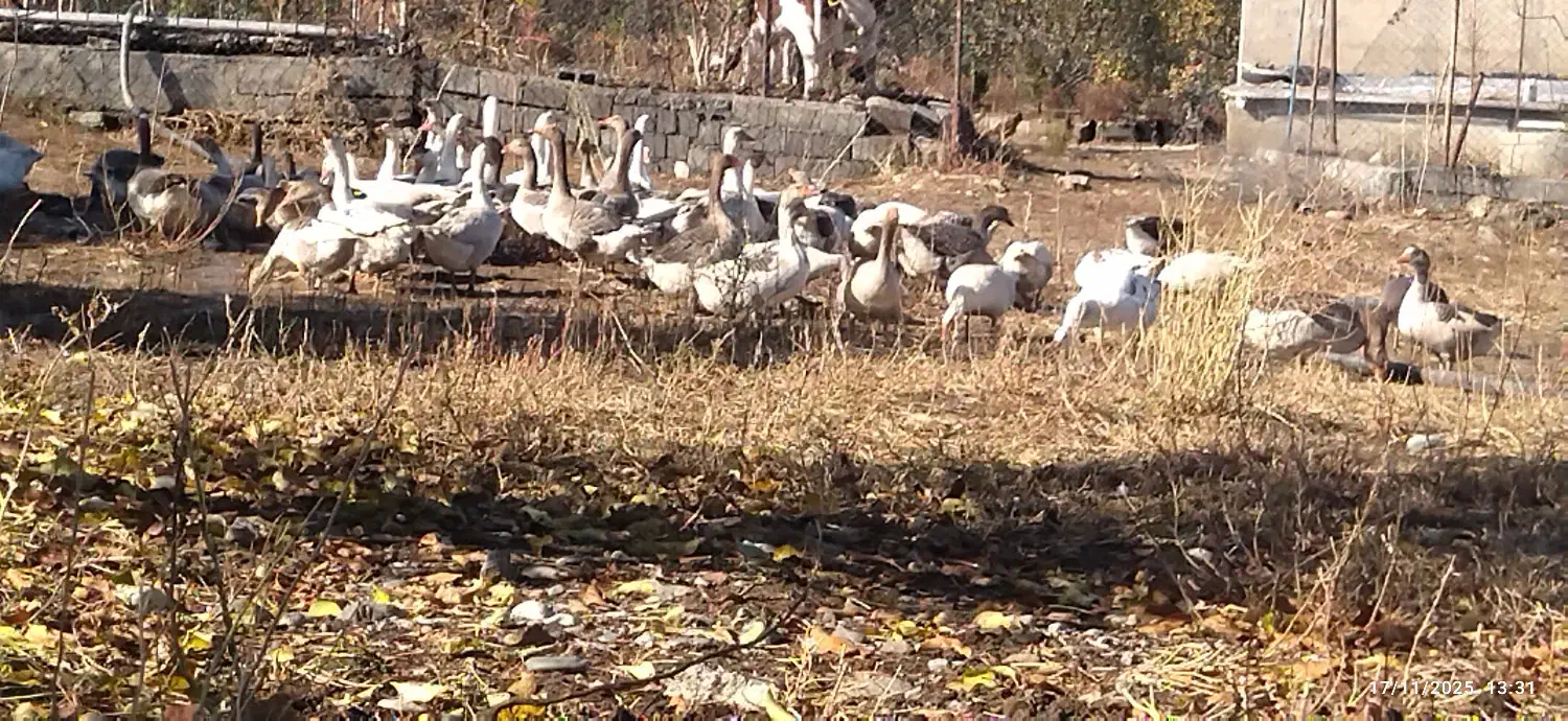 قازی خومالی  جوان|حیوانات مزرعه|پیرانشهر, |دیوار