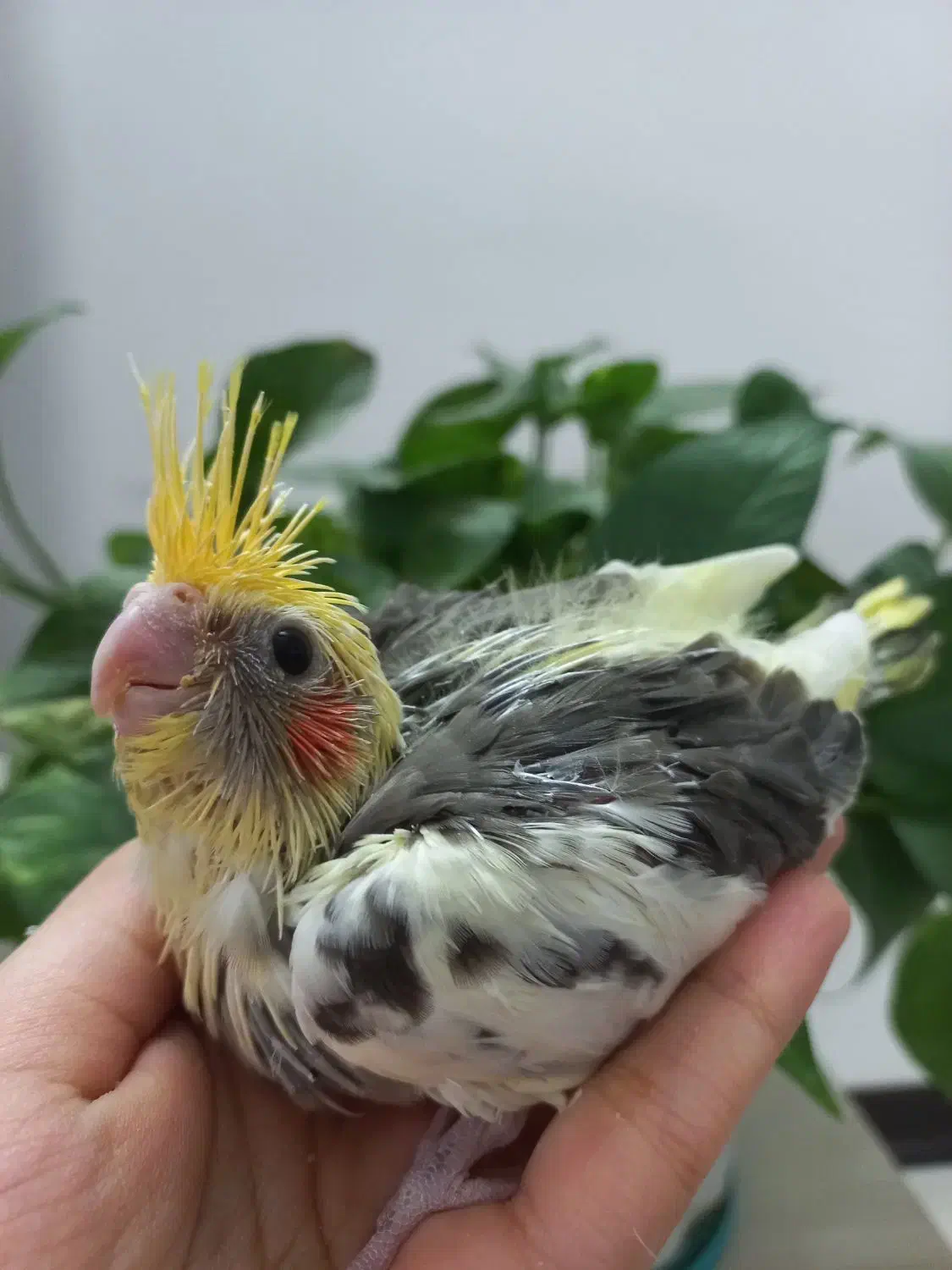 جوجه عروس ابلغ سرلاکی|پرنده|قم, شاه سید علی|دیوار