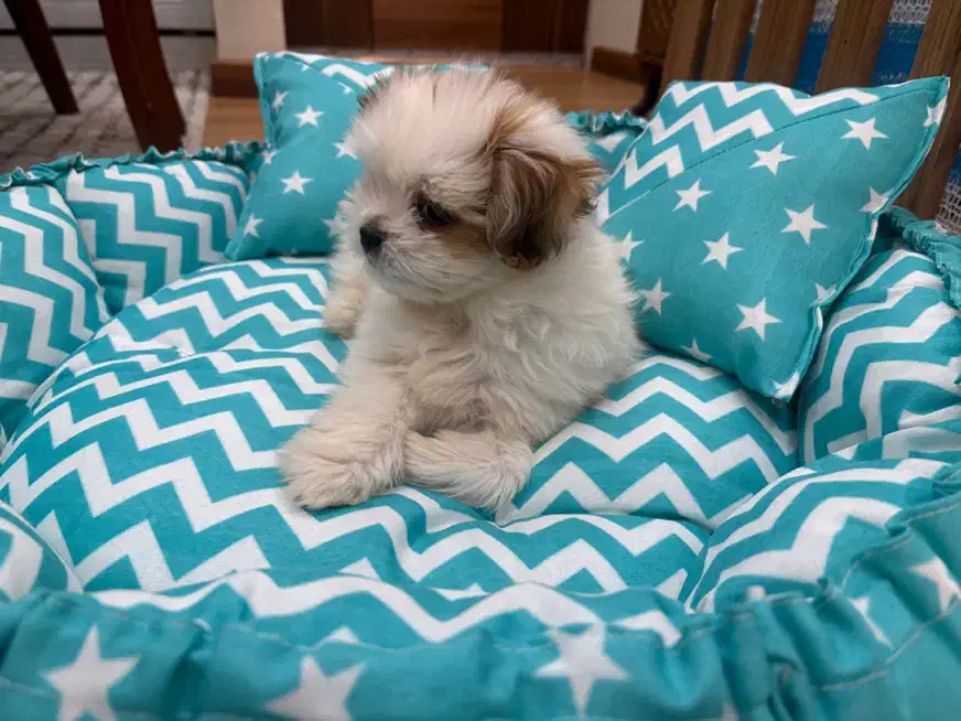 شیتزو فلت|سگ|رشت, رودباری|دیوار