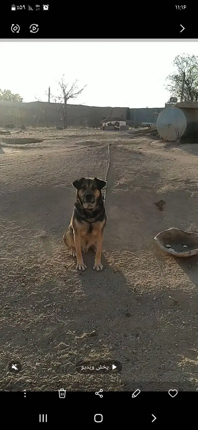 واگزای سگ|سگ|کبودرآهنگ, |دیوار