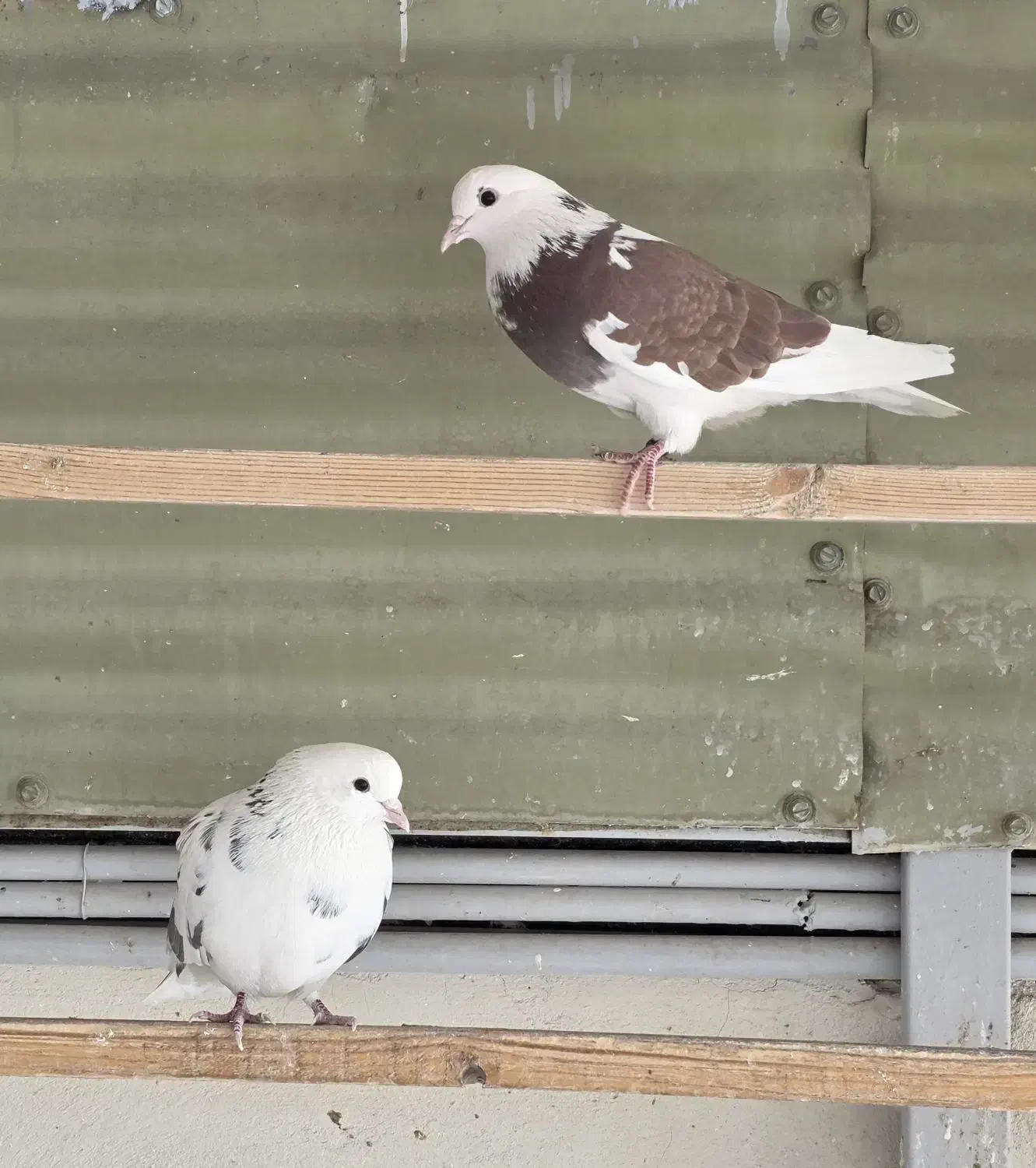 کبوتر  پرشی|پرنده|قم, چهار مردان|دیوار