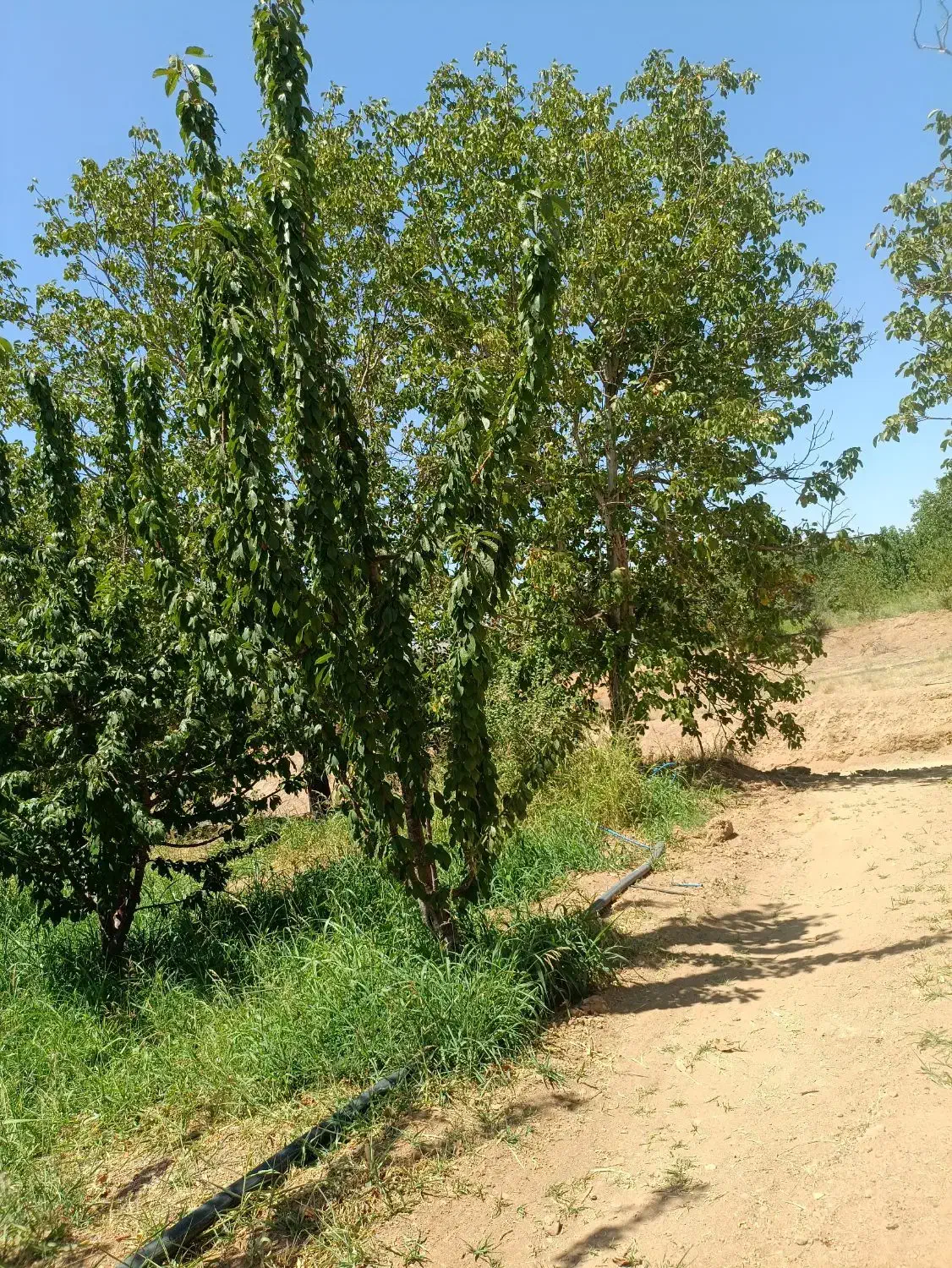 زمین کشاورزی مسطح|فروش دفتر صنعتی، کشاورزی، تجاری|شهرکرد, |دیوار