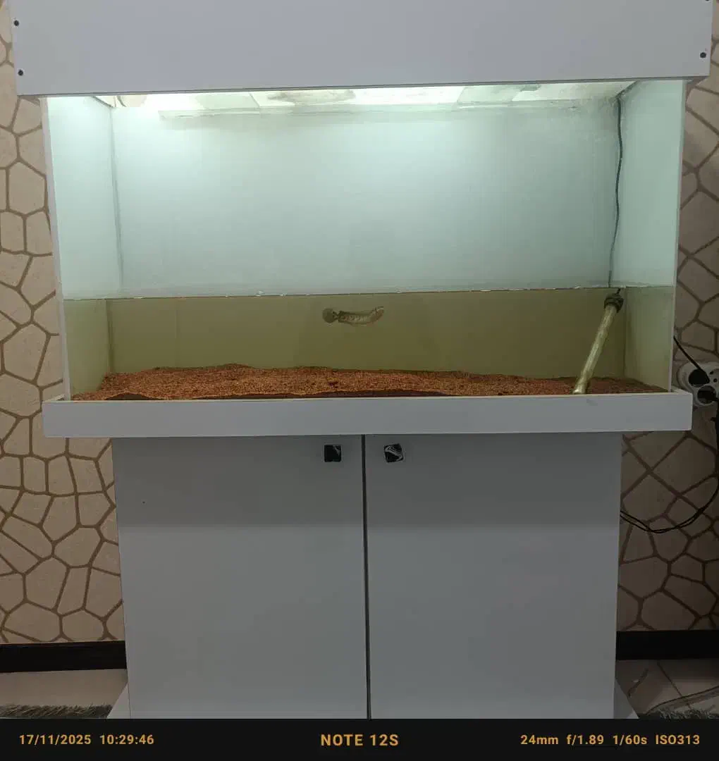 آکواریوم|ماهی|فردیس, شهرک شهید حسینی|دیوار