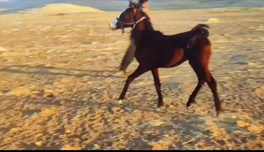 اسب نریان|اسب و تجهیزات اسب‌سواری|اردبیل, |دیوار