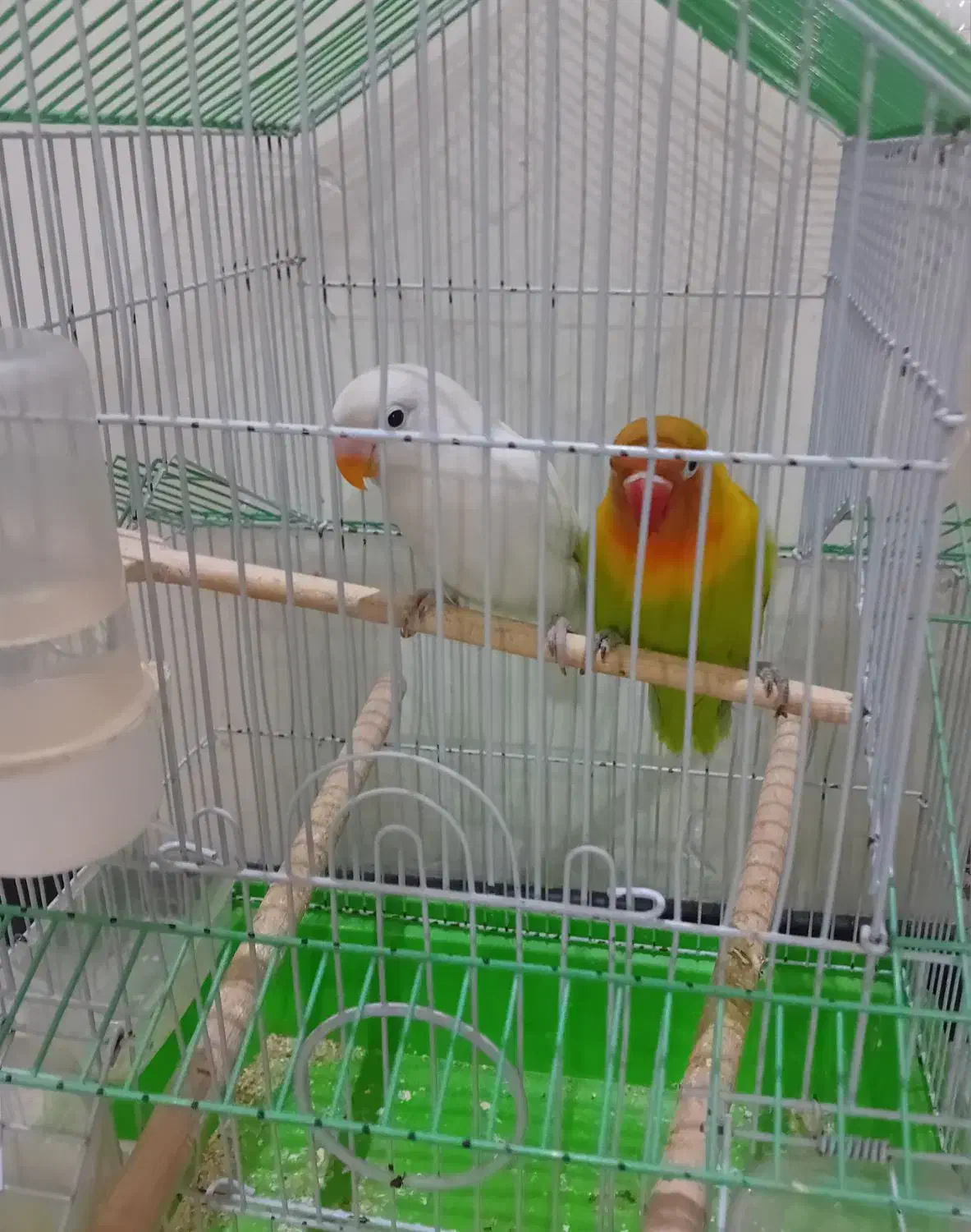 طوطی برزیلی|پرنده|تهران, سردارجنگل|دیوار