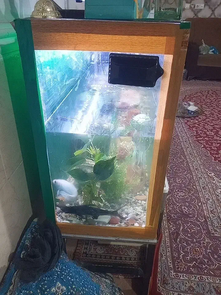 اکواریوم|ماهی|رامهرمز, |دیوار