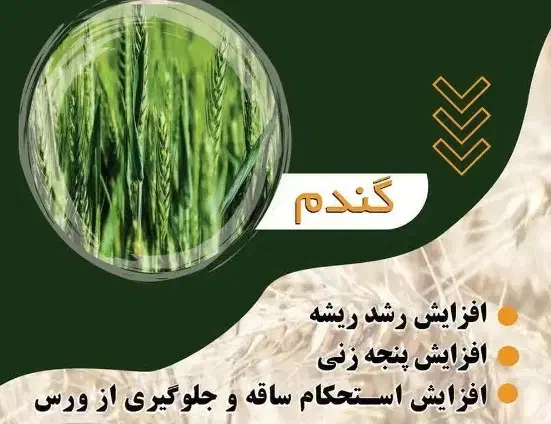 کاه گندم|حیوانات مزرعه|خرمدره, |دیوار