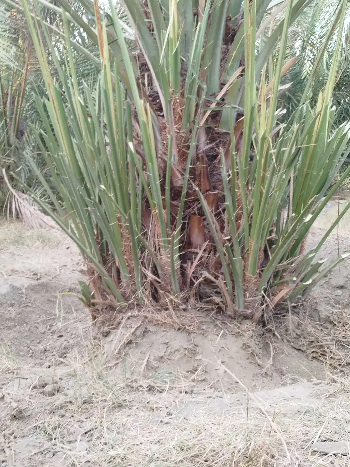 فروش پاجوش کلوته|خدمات باغبانی و درختکاری|کهنوج, |دیوار