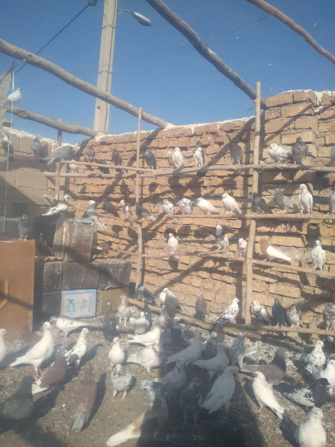 ۱۰۰عدد کبوتر جوان|پرنده|اردستان, |دیوار