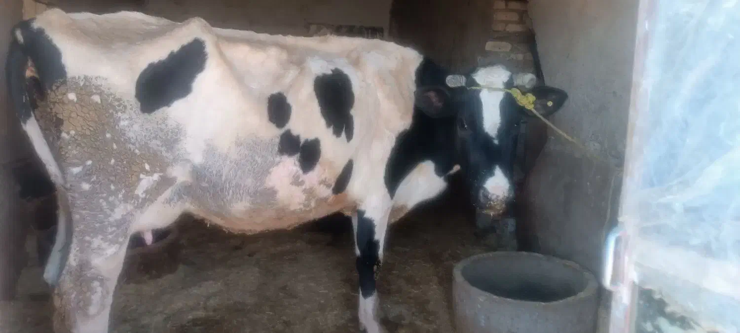 فروش گاو گوساله دار  و ابستن|حیوانات مزرعه|وردشت, |دیوار