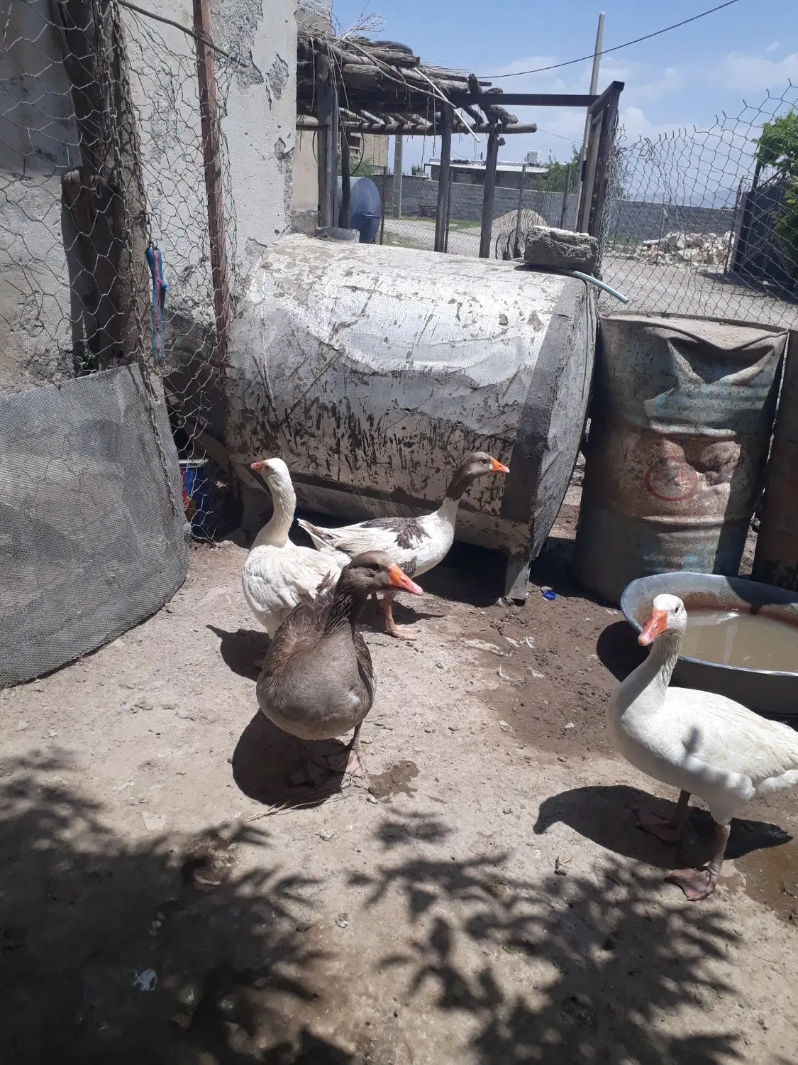 غاز|حیوانات مزرعه|کوزران, |دیوار