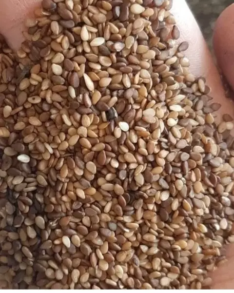 کنجد|خوردنی و آشامیدنی|گرگان, |دیوار