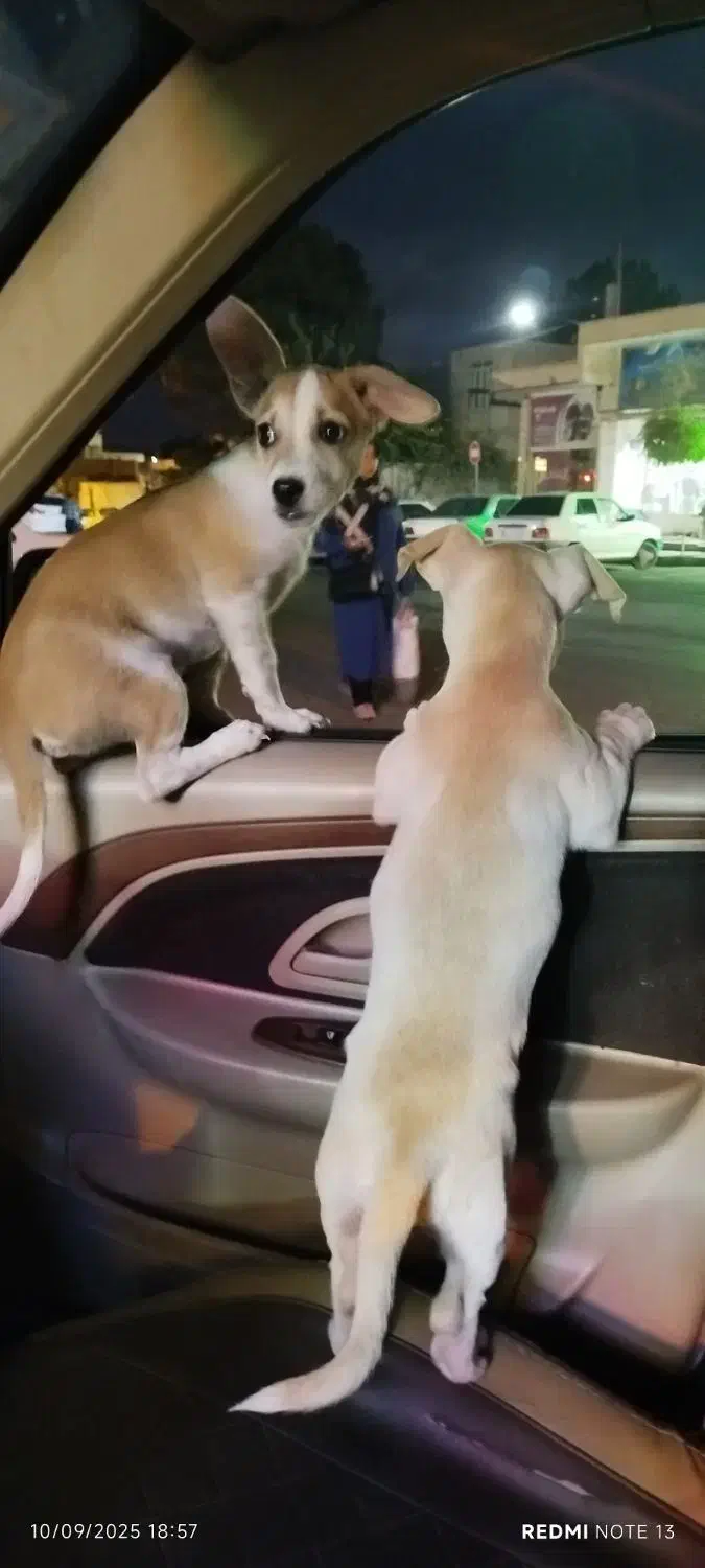 سگ نر شیواوا|سگ|دلیجان, |دیوار