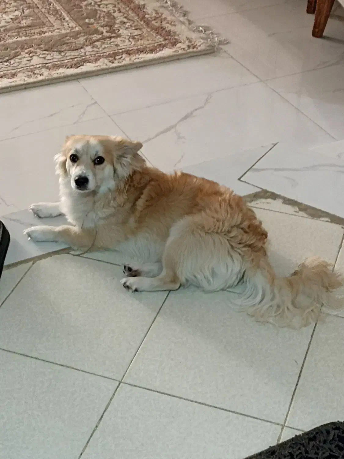 اشپیتز بازیگوش|سگ|مشهد, عبادی|دیوار