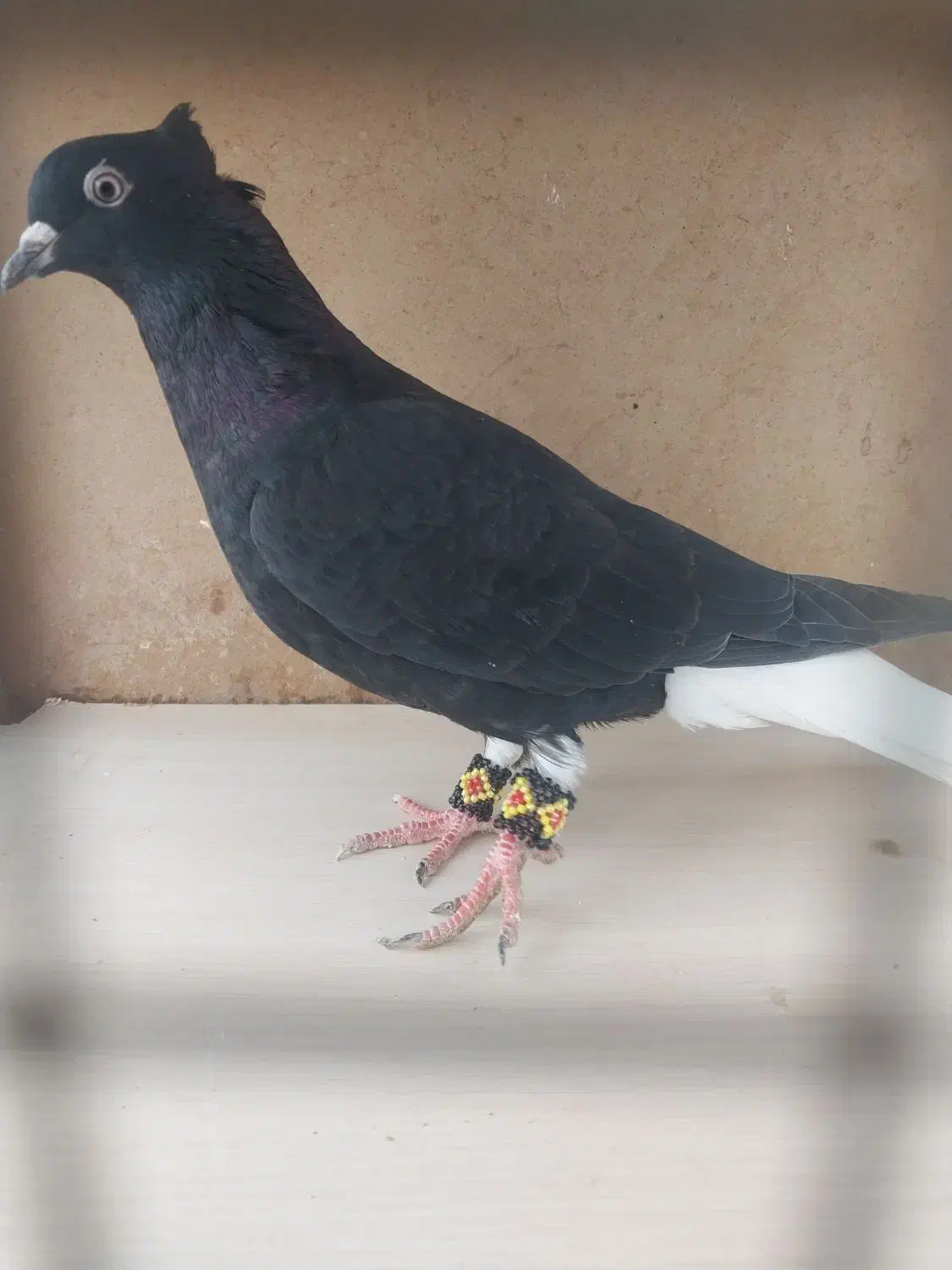 کبوتر دم سفید معاوضه با هفرنگ یا سهره|پرنده|قزوین, |دیوار