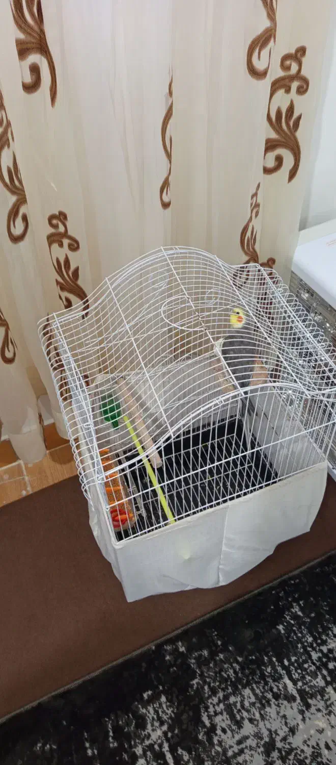 عروس هلندی|پرنده|رویان, |دیوار