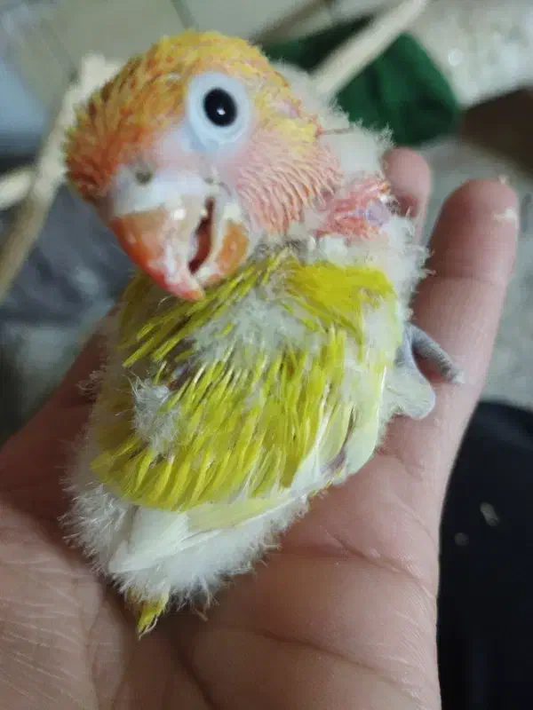 جوجه کوتوله|پرنده|تربت جام, میرقوام الدین|دیوار