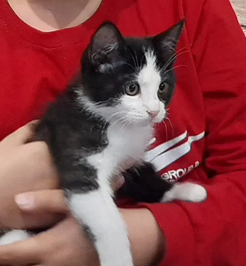 بچه گربه تاکسیدو نژاد DSH حدودا سه ماهه|گربه|اصفهان, سعادتآباد|دیوار