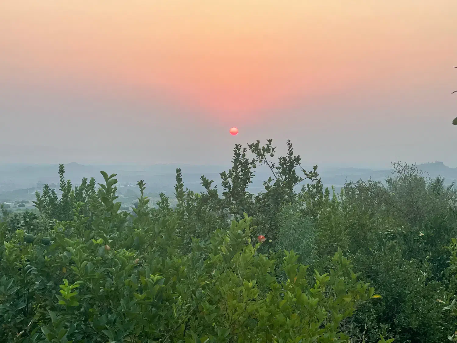 نیازمند کارگر جهت باغ|خدمات باغبانی و درختکاری|جهرم, |دیوار