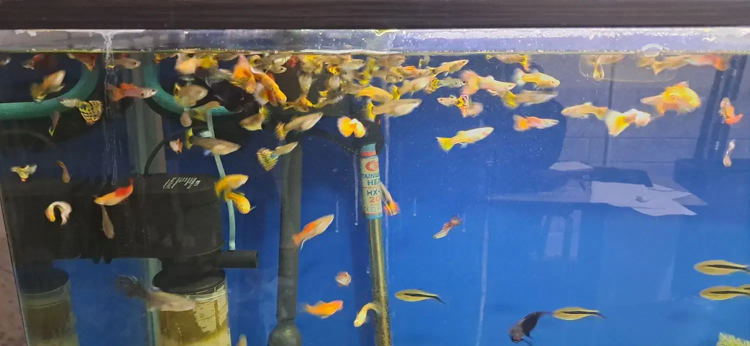 ماهی گوپی انواع نژاد|ماهی|نجفآباد, باغ ملی|دیوار