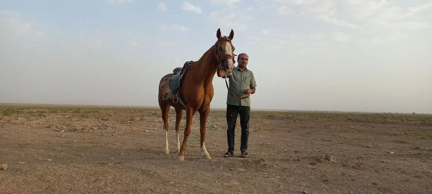 اسب ترکمن|اسب و تجهیزات اسبسواری|بردسکن, |دیوار