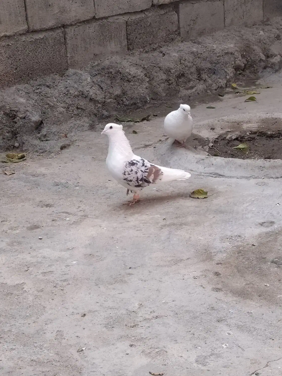 کبوتر پرنده|پرنده|دورود, |دیوار