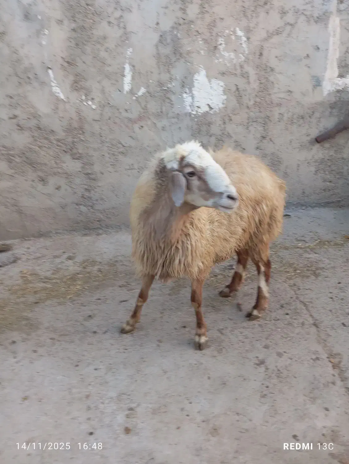 قوچ دامازدیق|حیوانات مزرعه|سرعین, |دیوار