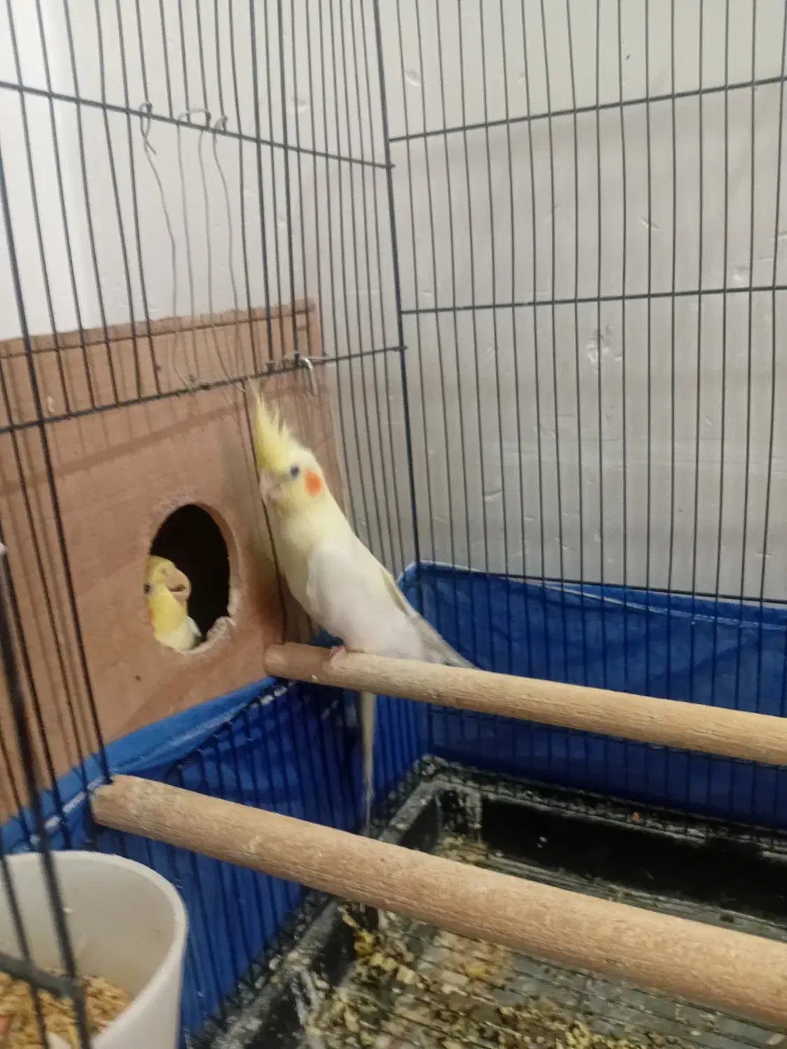 عروس هلندی|پرنده|سلماس, |دیوار