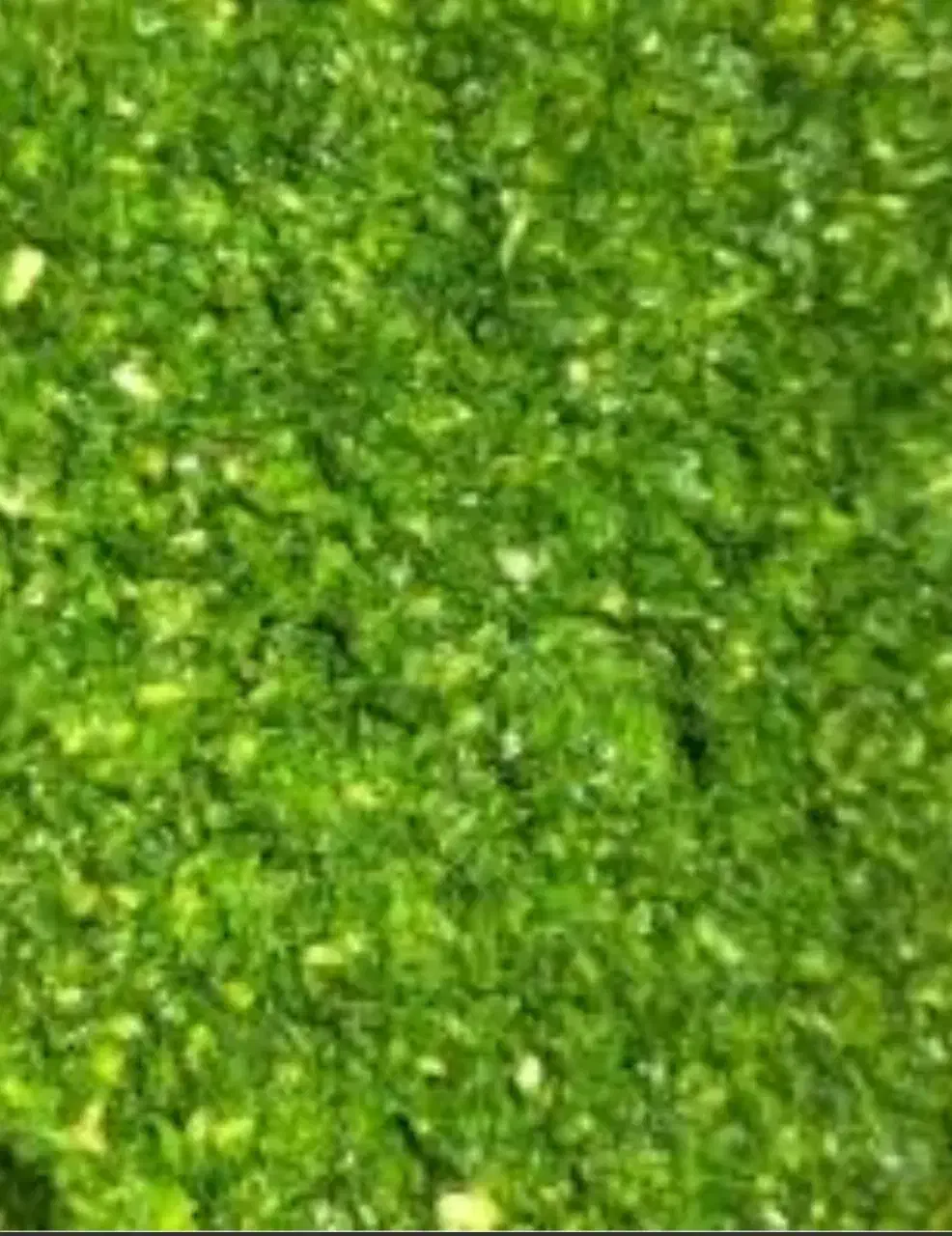 سبزی خوروش تازه|خوردنی و آشامیدنی|داراب, |دیوار
