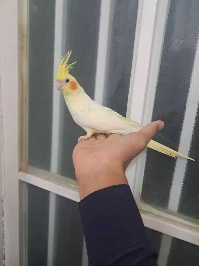 عروس هلندی لیتینو|پرنده|سراوان, |دیوار