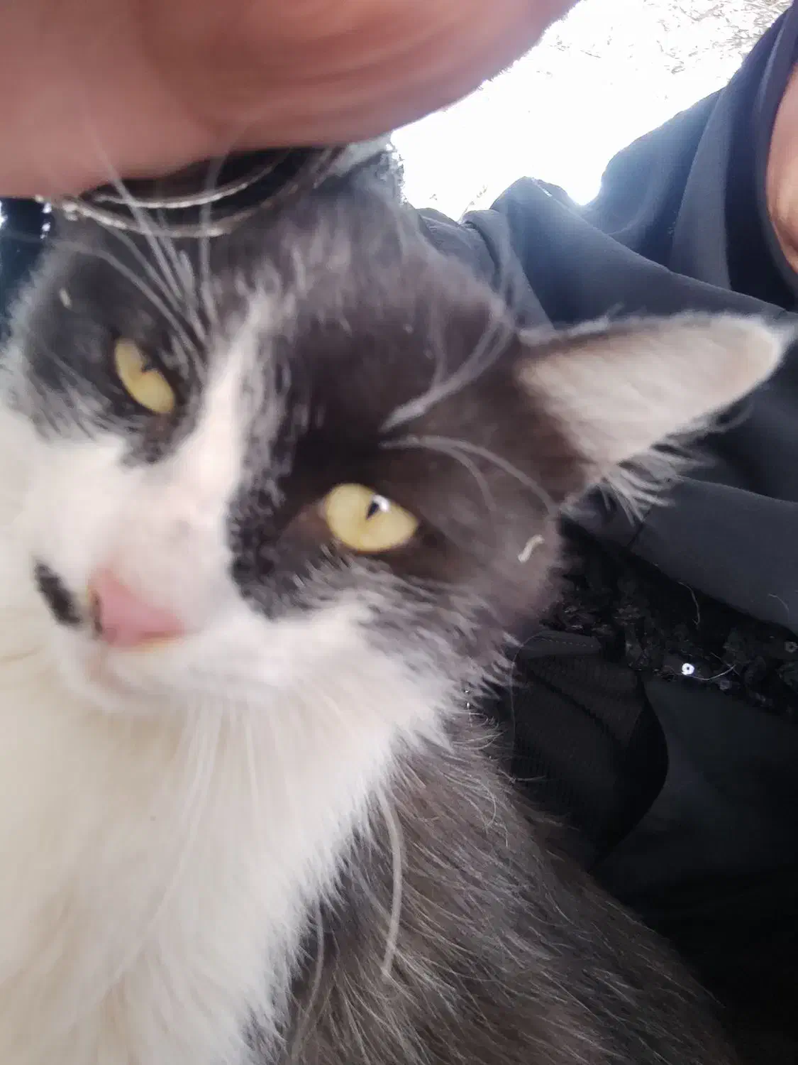 گربه گم شده|گربه|بیرجند, |دیوار