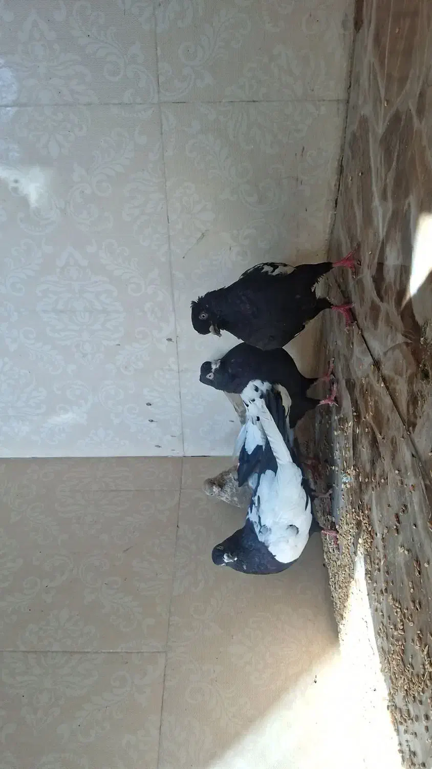 کبوتر سینی نر ماده|پرنده|اهواز, کوی مندلی(سه راه خرمشهر)|دیوار