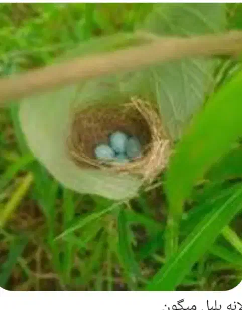 قناری|پرنده|تیکمه داش, |دیوار