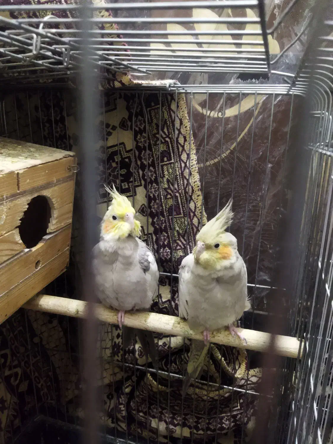 یه جفت عروس هلندی نرو ماده بالغ|پرنده|تهران, مینابی|دیوار