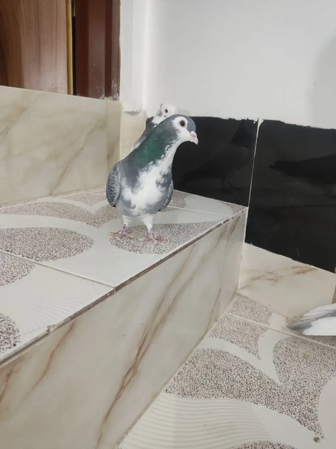 طوقی خوشرنگ دمبی|پرنده|مبارکه, |دیوار