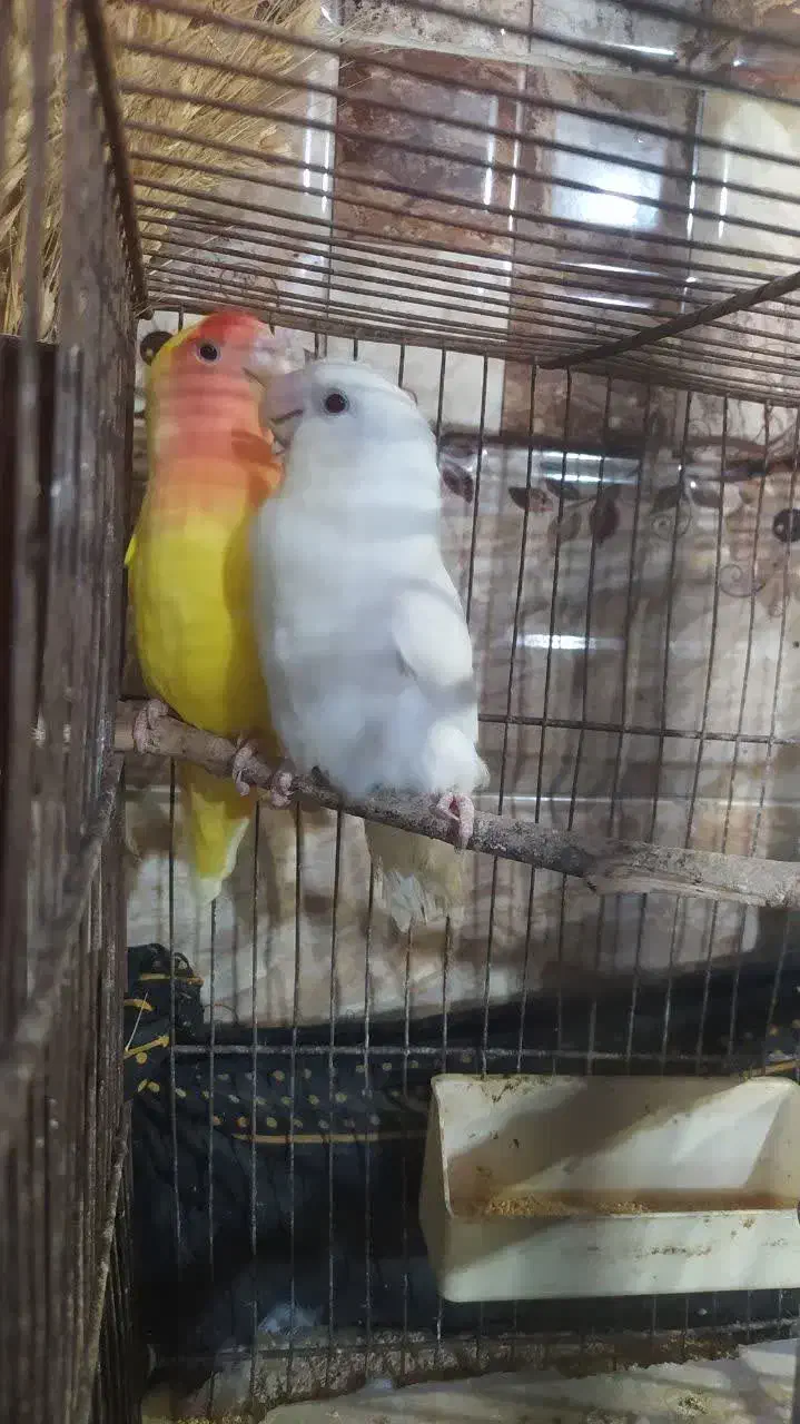 فروش و معاوضه جفت کوتوله  راهب گرینچیک قفس ۶ خان|پرنده|قنوات, |دیوار